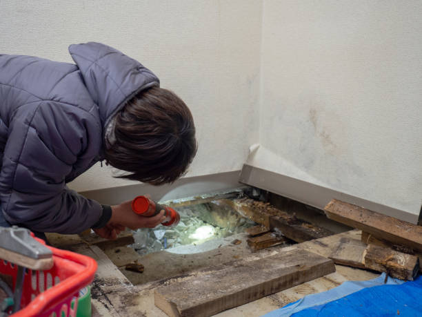 Best Mold Odor Removal Services  in Manchester, GA