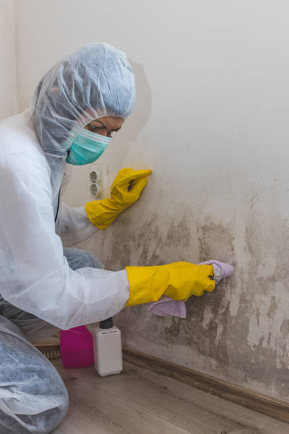 Mold Removal for HVAC Installations in Manchester, GA