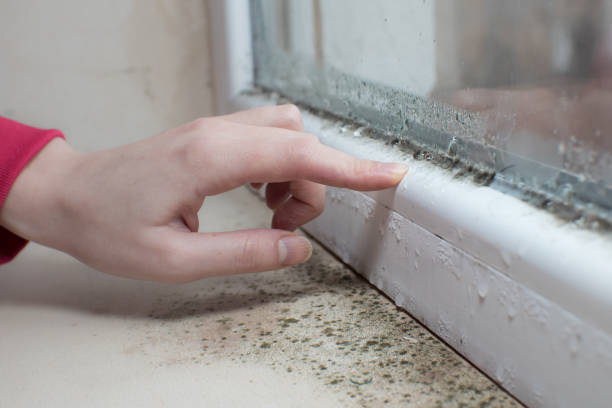 Manchester, GA Mold Removal Company