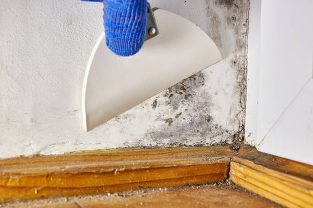 Best Mold-Related Health Consultation  in Manchester, GA